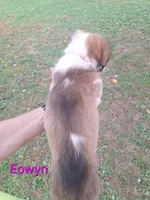 Eowyn, a female Collie for sale in Bluffton, IN – 5 of 8