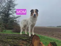 Eowyn, a female Collie for sale in Bluffton, IN – 7 of 8