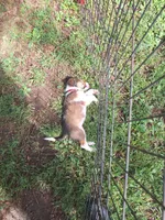Eowyn, a female Collie for sale in Bluffton, IN – 6 of 8