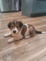 Merry, a male Collie for sale in Bluffton, IN – 3 of 4
