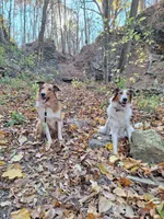 Merry, a male Collie for sale in Bluffton, IN – 4 of 4