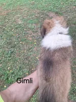 Gimli, a male Collie for sale in Bluffton, IN – 5 of 7