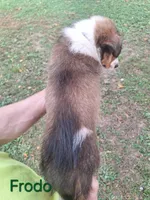 Frodo, a male Collie for sale in Bluffton, IN – 4 of 8