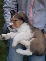 Gimli, a male Collie for sale in Bluffton, IN – 2 of 7