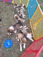 Frodo, a male Collie for sale in Bluffton, IN – 5 of 8