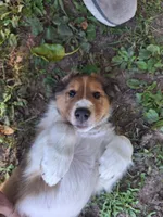 Gimli, a male Collie for sale in Bluffton, IN – 3 of 7
