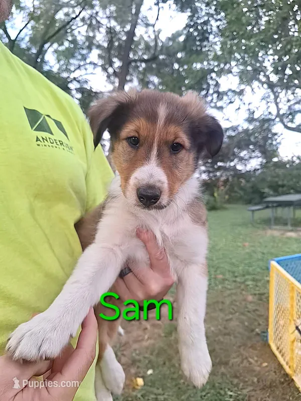 Sam – Collie puppy for sale in Bluffton, IN