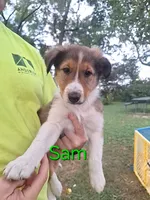 Sam, a male Collie for sale in Bluffton, IN – 1 of 5