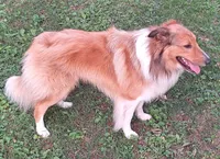 Strider, a male Collie for sale in Bluffton, IN – 4 of 4