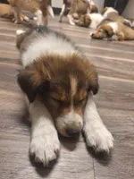 Frodo, a male Collie for sale in Bluffton, IN – 2 of 8