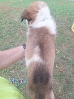 Merry, a male Collie for sale in Bluffton, IN – 2 of 4