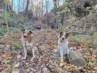 Frodo, a male Collie for sale in Bluffton, IN – 7 of 8