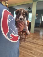 Eowyn, a female Collie for sale in Bluffton, IN – 4 of 8