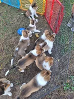 Smeagol, a male Collie for sale in Bluffton, IN – 3 of 6