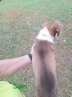 Sam, a male Collie for sale in Bluffton, IN – 3 of 5