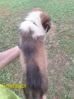 Smeagol, a male Collie for sale in Bluffton, IN – 2 of 6