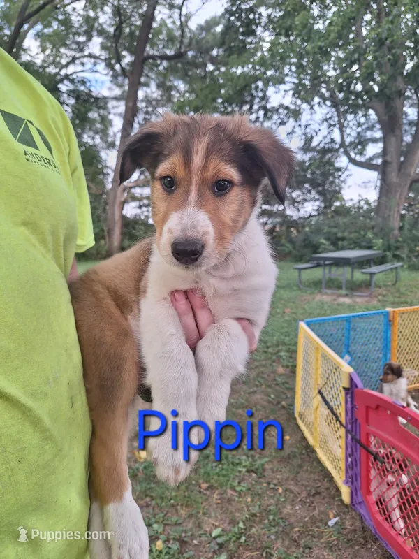 Pippin – Collie puppy for sale in Bluffton, IN