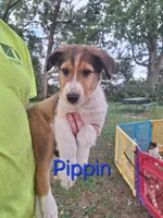 Pippin, a male Collie for sale in Bluffton, IN – 1 of 2