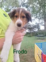 Frodo, a male Collie for sale in Bluffton, IN – 1 of 8
