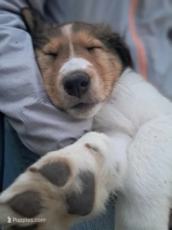 Gimli – Collie puppy for sale in Bluffton, IN