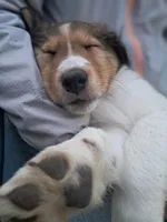 Gimli, a male Collie for sale in Bluffton, IN – 1 of 7