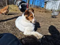 Winnie, a female Collie for sale in Bluffton, IN – 4 of 5