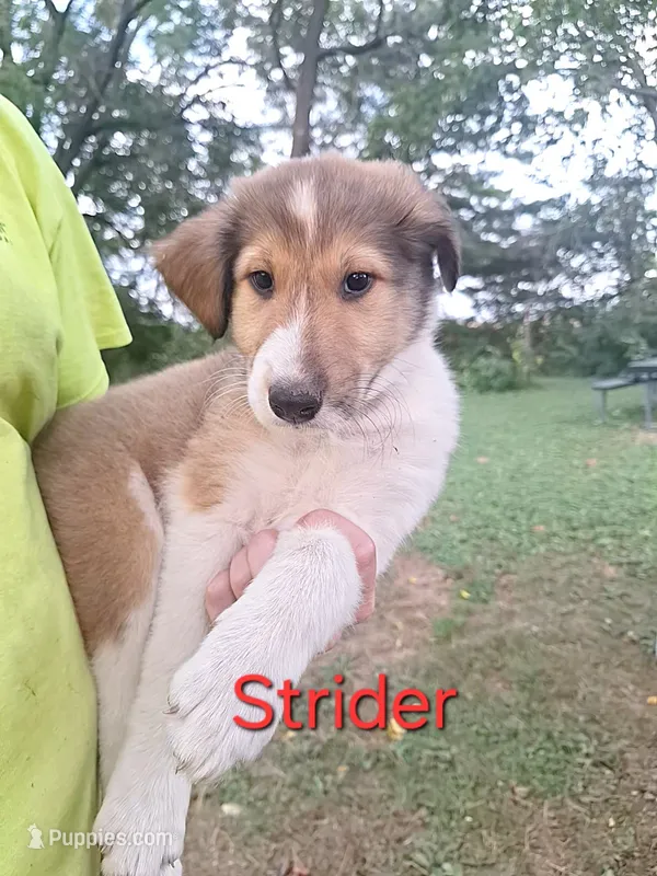 Strider – Collie puppy for sale in Bluffton, IN
