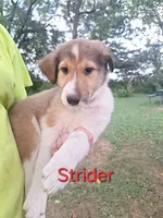 Strider, a male Collie for sale in Bluffton, IN – 1 of 4