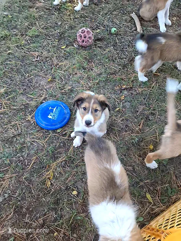 Sam – Collie puppy for sale in Bluffton, IN