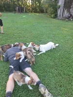 Smeagol, a male Collie for sale in Bluffton, IN – 4 of 6