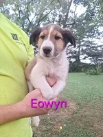 Eowyn, a female Collie for sale in Bluffton, IN – 1 of 8