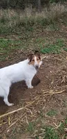 Winnie, a female Collie for sale in Bluffton, IN – 2 of 5