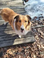 Eowyn, a female Collie for sale in Bluffton, IN – 8 of 8