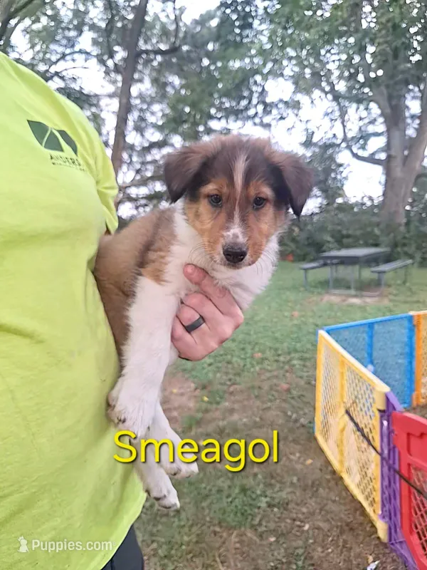 Smeagol – Collie puppy for sale in Bluffton, IN