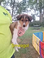Smeagol, a male Collie for sale in Bluffton, IN – 1 of 6