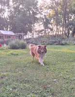 Sam, a male Collie for sale in Bluffton, IN – 5 of 5