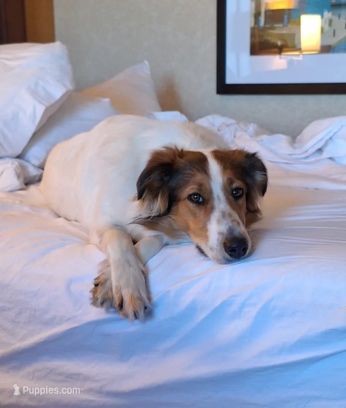 Winnie – Collie puppy for sale in Bluffton, IN