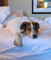 Winnie, a female Collie for sale in Bluffton, IN – 1 of 5