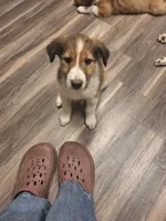 Eowyn, a female Collie for sale in Bluffton, IN – 2 of 8