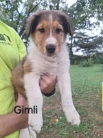 Gimli, a male Collie for sale in Bluffton, IN – 4 of 7