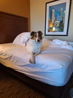 Sam, a male Collie for sale in Bluffton, IN – 4 of 5