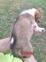 Strider, a male Collie for sale in Bluffton, IN – 2 of 4