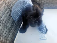 Onix, a male Shih Tzu and Poodle - Miniature  for sale in Surprise, AZ – Photo 8 of 9