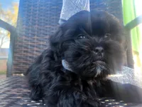 Onix, a male Shih Tzu and Poodle - Miniature  for sale in Surprise, AZ – Photo 3 of 9
