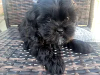 Onix, a male Shih Tzu and Poodle - Miniature  for sale in Surprise, AZ – Photo 6 of 9