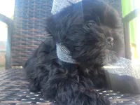 Onix, a male Shih Tzu and Poodle - Miniature  for sale in Surprise, AZ – Photo 4 of 9