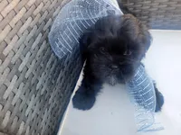 Onix, a male Shih Tzu and Poodle - Miniature  for sale in Surprise, AZ – Photo 9 of 9