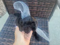 Onix, a male Shih Tzu and Poodle - Miniature  for sale in Surprise, AZ – Photo 7 of 9