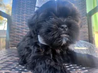 Onix, a male Shih Tzu and Poodle - Miniature  for sale in Surprise, AZ – Photo 5 of 9