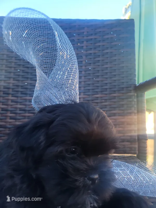 Onix – Shih Tzu, Poodle - Miniature  puppy for sale in Surprise, AZ